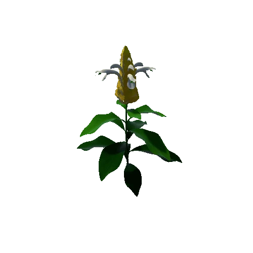 Flower Pachystachys Lutea1 3